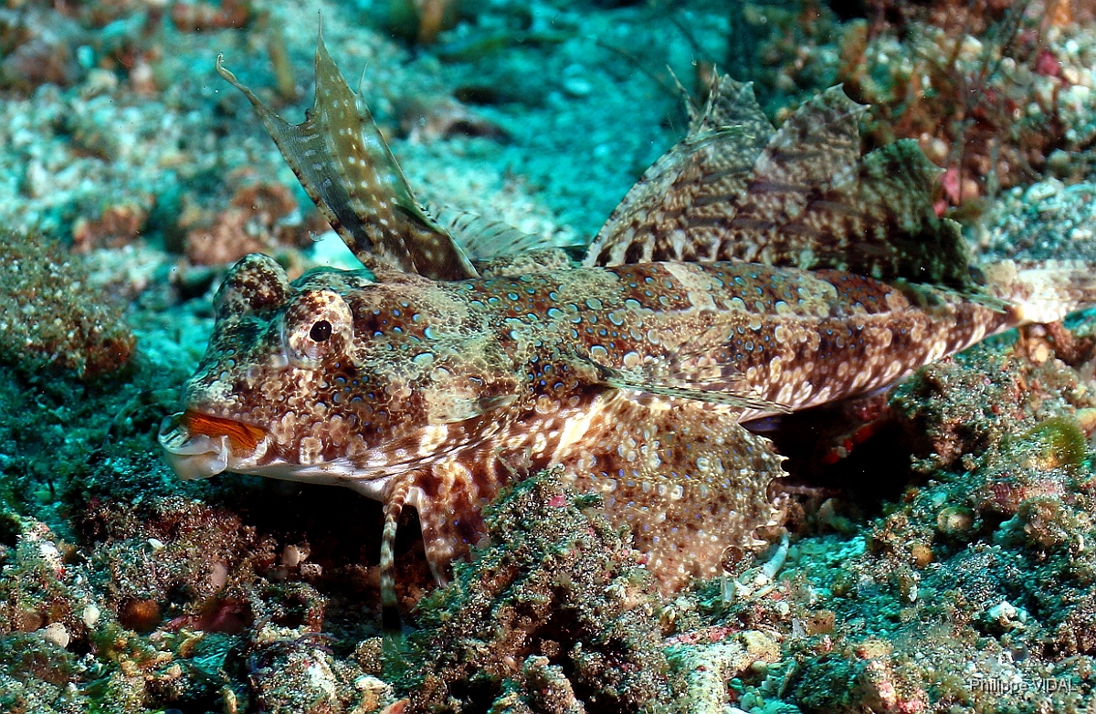 Bali 2016 - Orange and black dragonet - Dragonet orange et noir - Dactylopus kuiteri - IMG_6077_rc.jpg